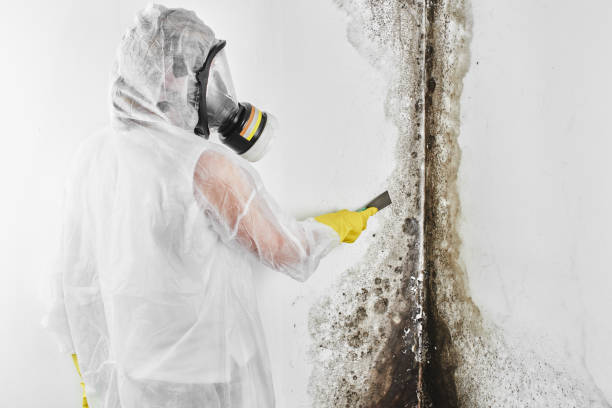 Best Attic Mold Removal  in Williamstown, WV