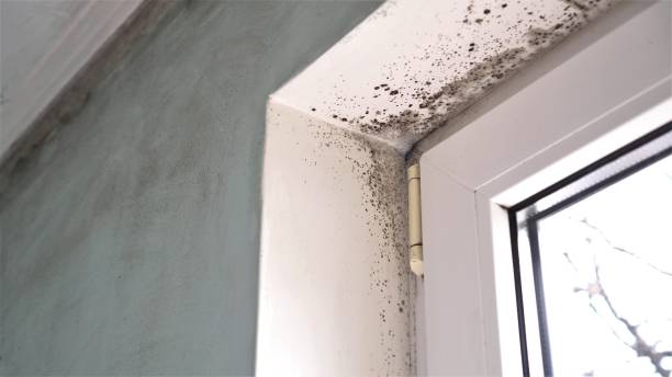 Best Mold Testing and Removal  in Williamstown, WV