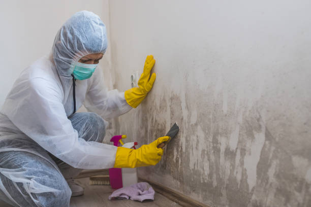 Best Mold Remediation  in Williamstown, WV