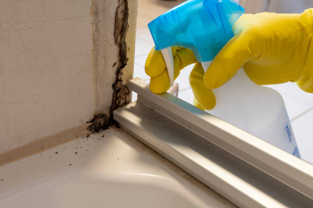 Best Mold Remediation Experts  in Williamstown, WV