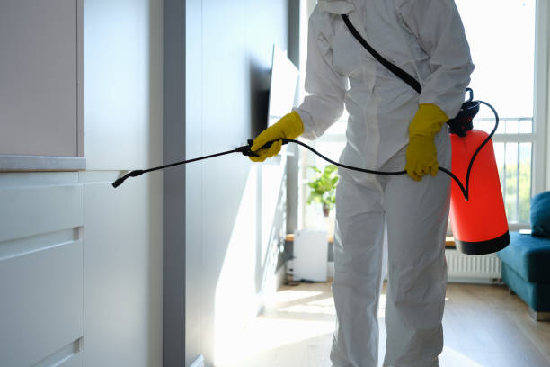 Best Mold Removal Process  in Williamstown, WV