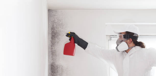 Best Toxic Mold Removal  in Williamstown, WV