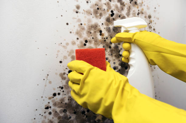 Best Certified Mold Removal  in Williamstown, WV