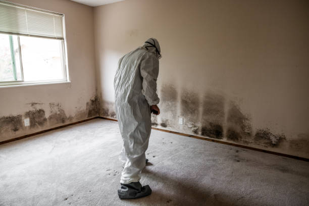 Best Local Mold Removal Service  in Williamstown, WV