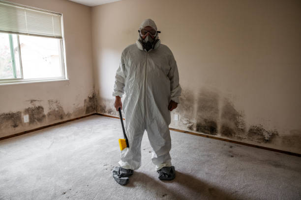 Best Professional Mold Removal  in Williamstown, WV