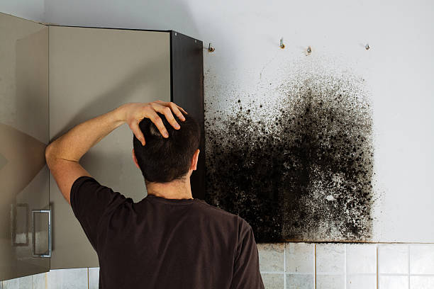 Best Mold Removal Company Near Me  in Williamstown, WV