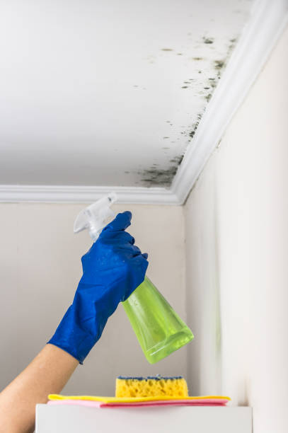 Trusted Williamstown, WV Mold Removal Experts